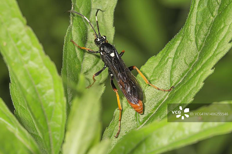 德国巴登-符腾堡，荨麻上的姬蜂（姬蜂科）图片素材