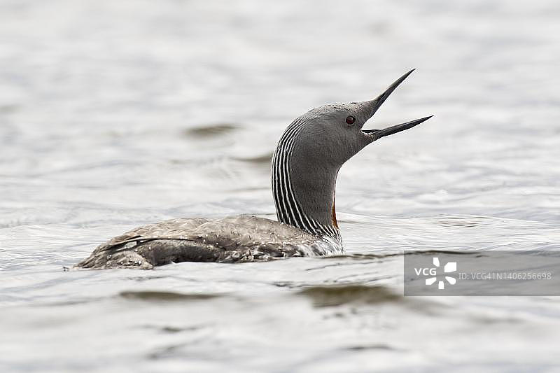 挪威特罗姆瑟的红喉潜鸟图片素材