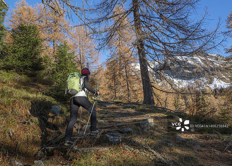 落叶松林中的女性徒步旅行者图片素材