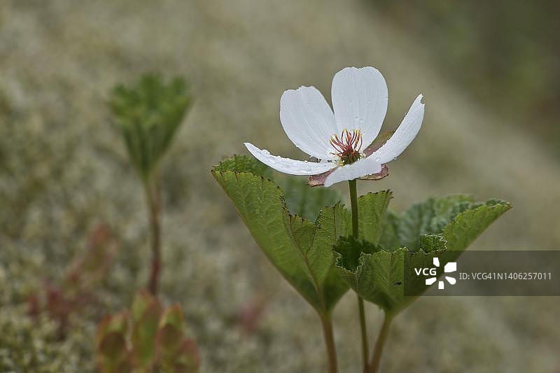 挪威罗弗敦群岛的云莓图片素材