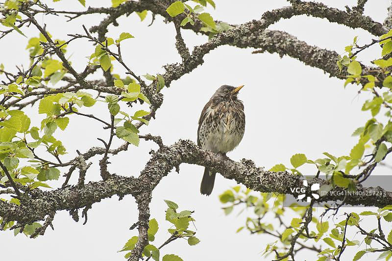 挪威Kvaloya的红翼鸫图片素材
