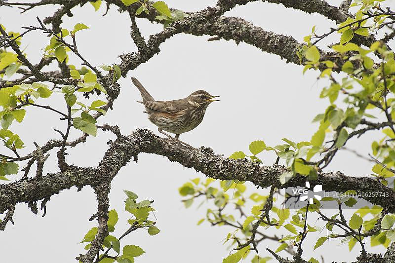 挪威Kvaloya的红翼鸫图片素材