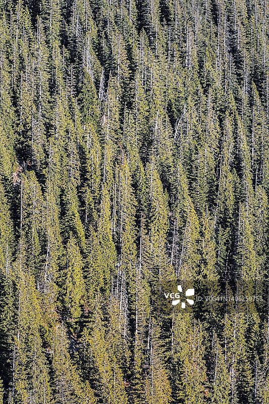 奥地利蒂罗尔州的针叶林图片素材
