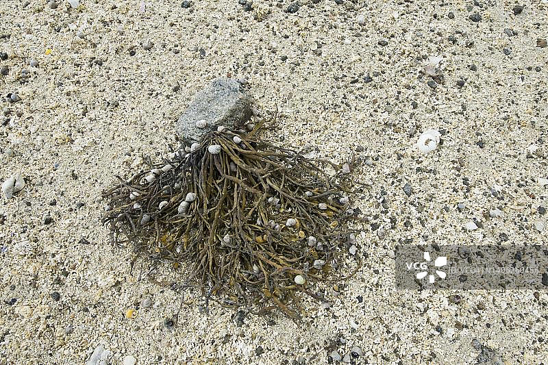 海滩上覆盖着蜗牛壳的墨角藻（挪威罗弗敦群岛）图片素材