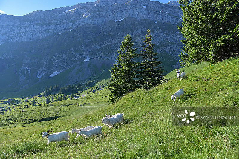 阿尔卑斯山放牧节图片素材