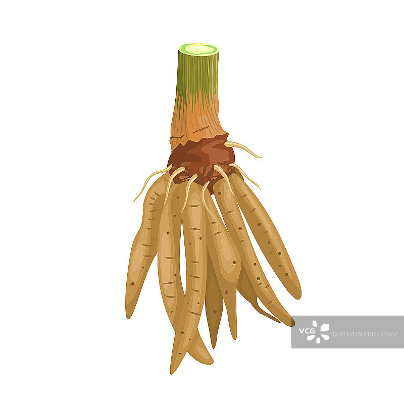 手指姜矢量插画，又称中国姜、高良姜、凹唇姜或 Krachai，白色背景隔离图片素材