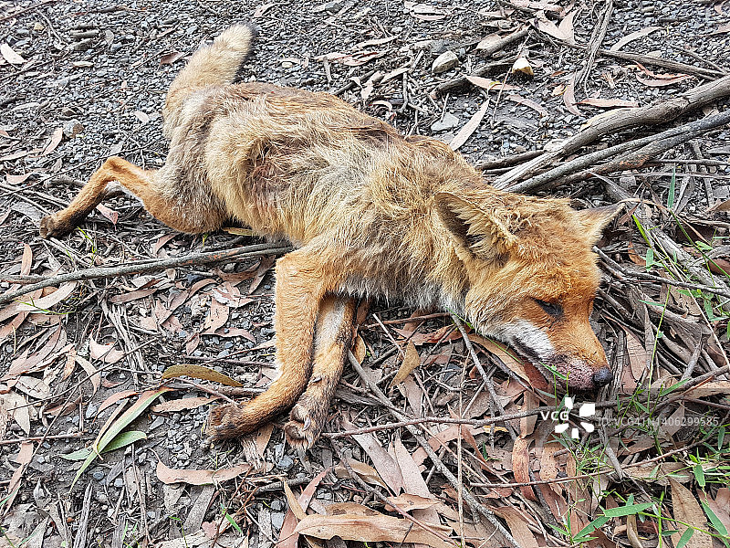 灌木丛中的死狐狸图片素材