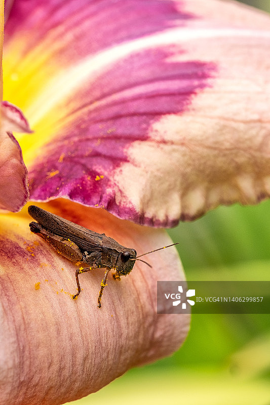 花朵上的小蚱蜢图片素材