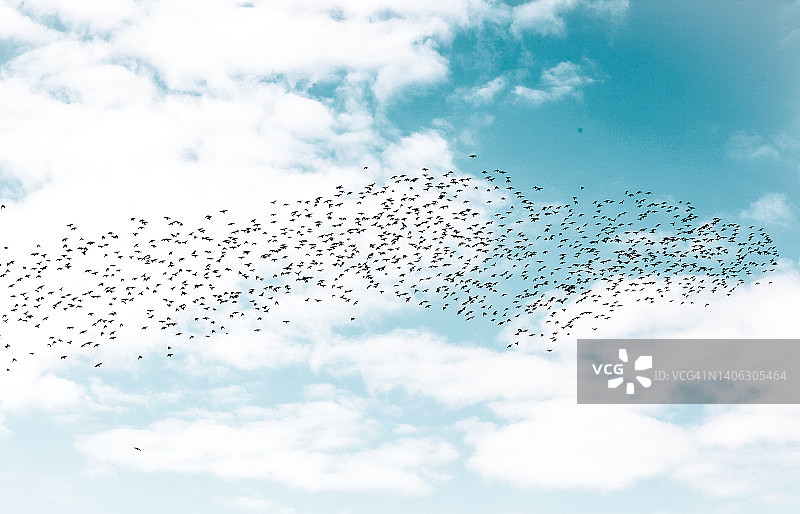 高空中飞舞的大群椋鸟图片素材