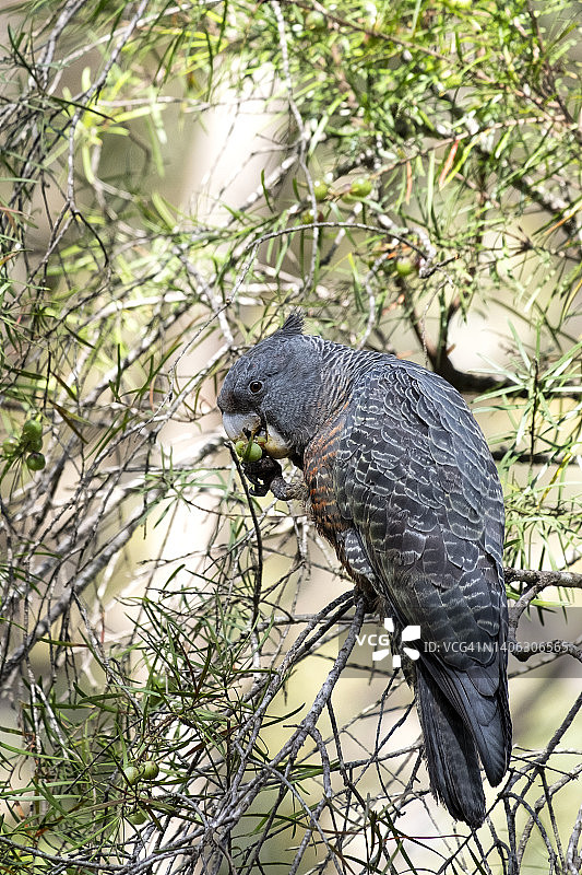 正在食用窄叶吉邦浆果的雌性岗岗凤头鹦鹉图片素材