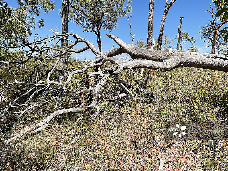 倒下的桉树图片素材