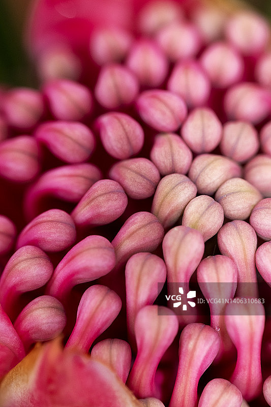 澳洲帝王花花朵特写图片素材
