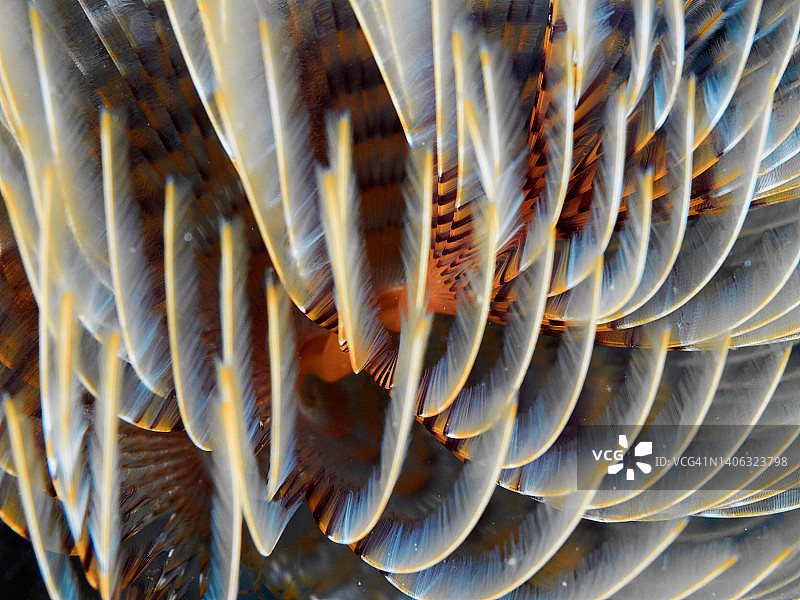 管虫（Sabella spallanzani）鳃的纹理水下照片图片素材