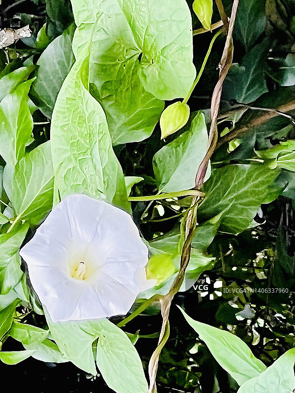 旋花（Calystegia sepium）图片素材