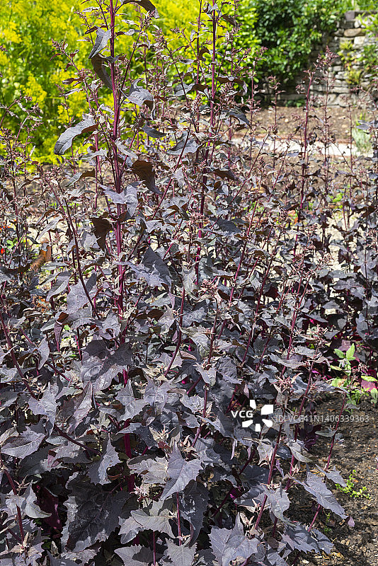 开花的红叶滨藜图片素材