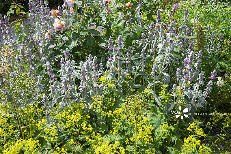 英式乡村花园夏季花坛图片素材