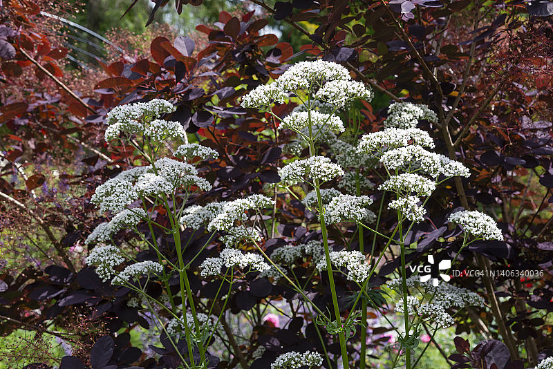 花丛中的缬草图片素材