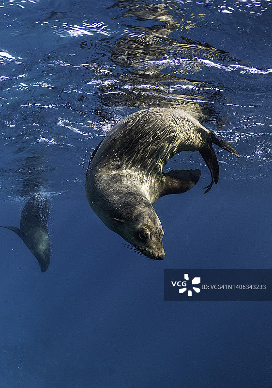 水面上的海狗图片素材