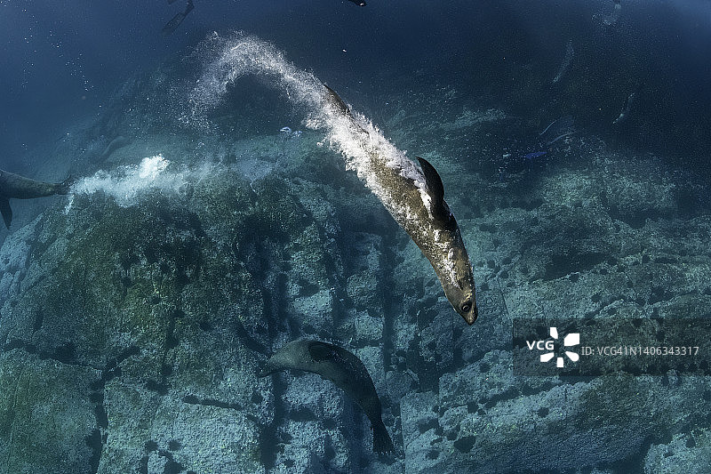 澳大利亚毛皮海豹留下的气泡轨迹图片素材