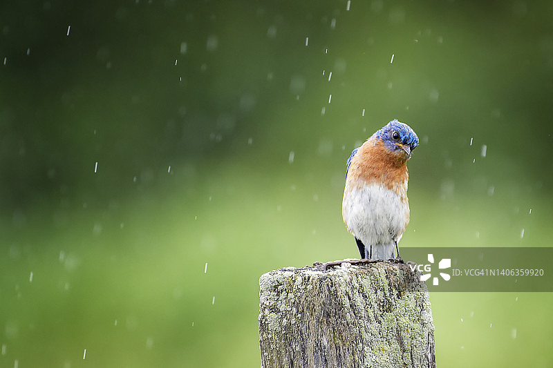 宾夕法尼亚雨中低头的雄性蓝鸟图片素材
