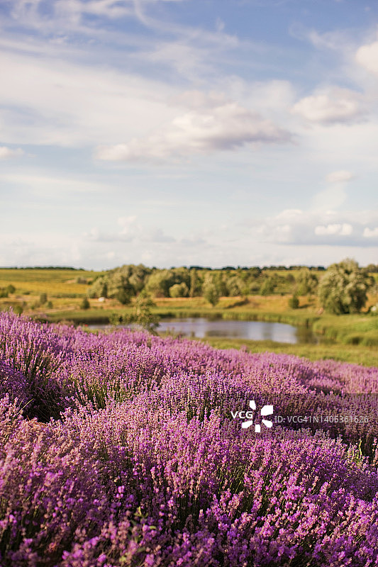 日落时分盛开紫色鲜花的薰衣草田图片素材