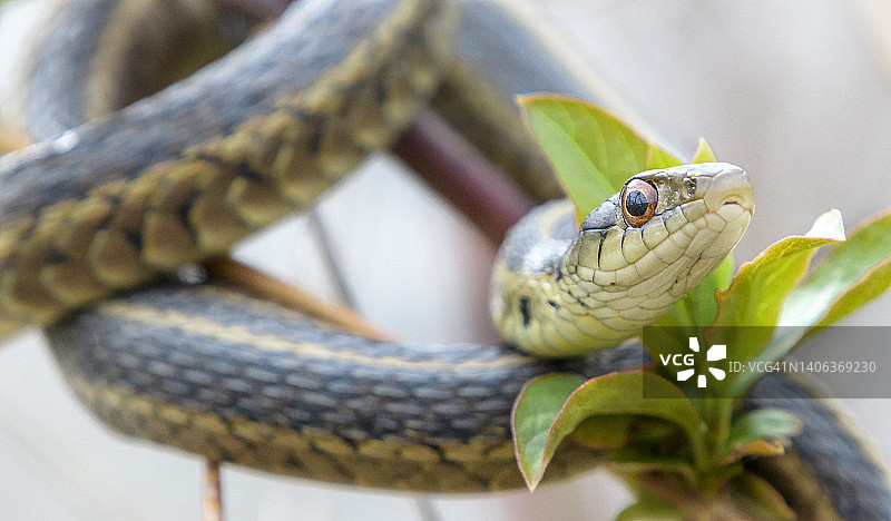 宾夕法尼亚州：可爱的束带蛇缠绕在树枝上图片素材