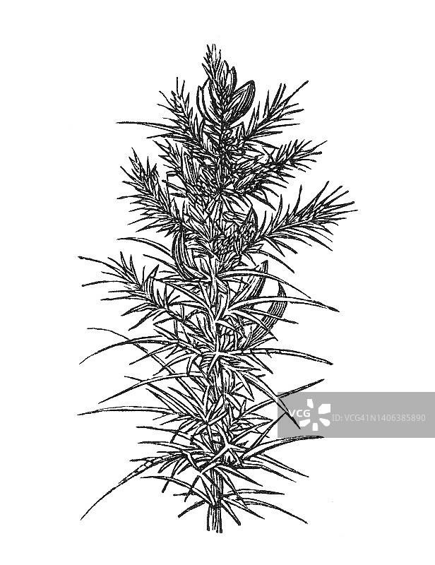 荆豆古老雕刻插图图片素材