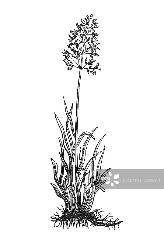 植物学古老彩色石印插图：蓝羊茅图片素材