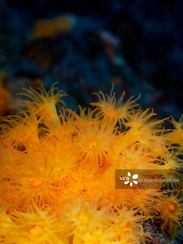 橙色珊瑚虫(Astrides calycularis)图片素材