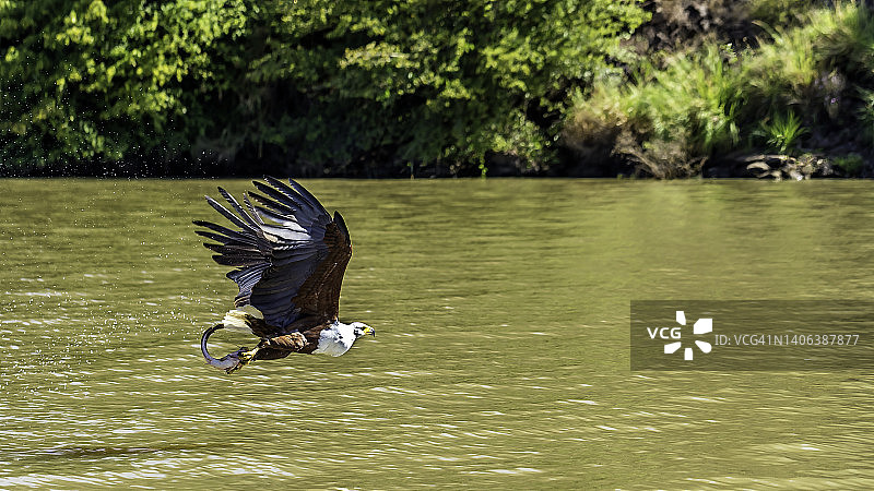 非洲海雕在巴林戈湖用爪子捕鱼图片素材