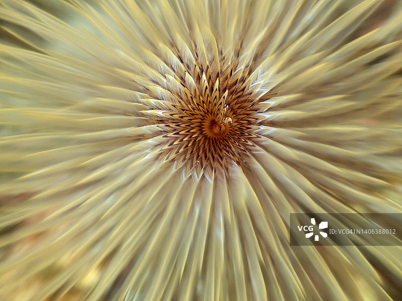 管虫（Sabella spallanzani）鳃的纹理水下照片图片素材