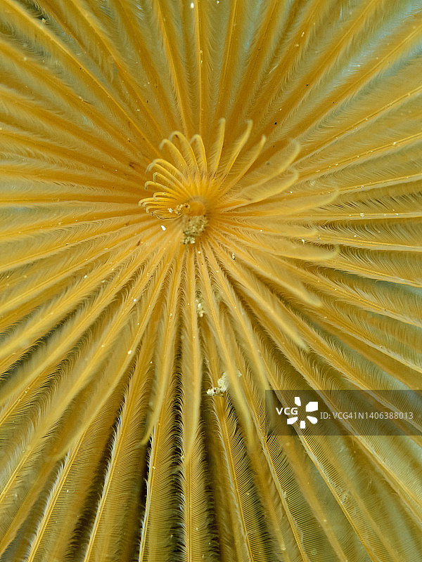 管虫（Sabella spallanzani）鳃的纹理水下照片图片素材