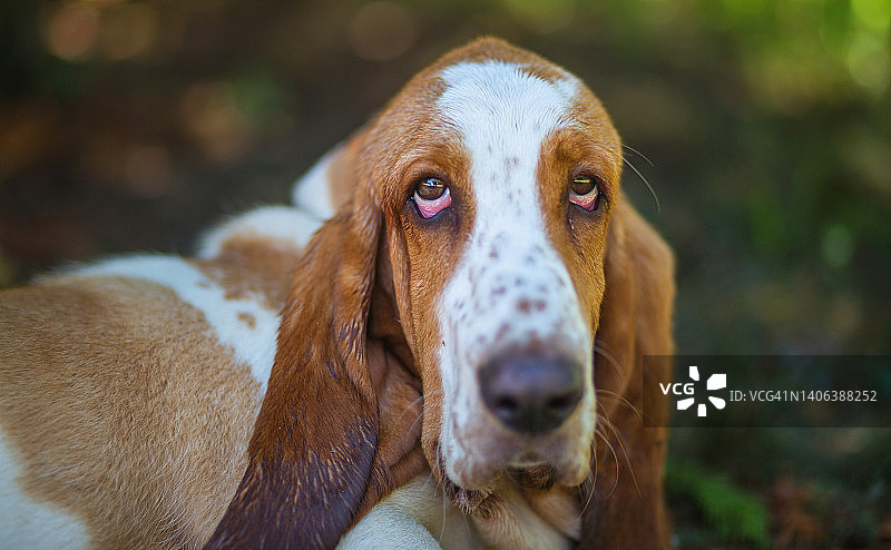 可爱的巴吉度猎犬坐在森林里，表情可爱图片素材