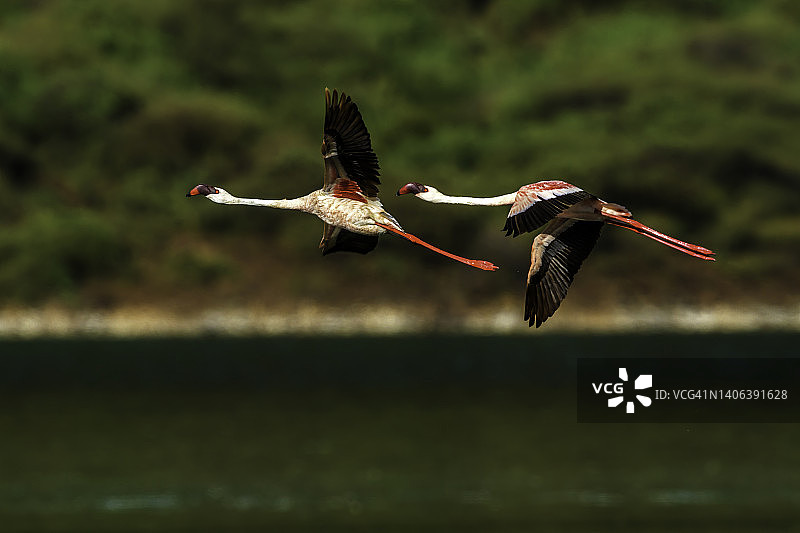 飞越博戈里亚湖的小红鹳图片素材