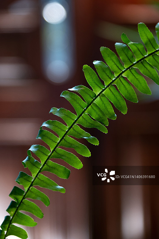 室内花盆中的肾蕨叶，绿色背景图片素材