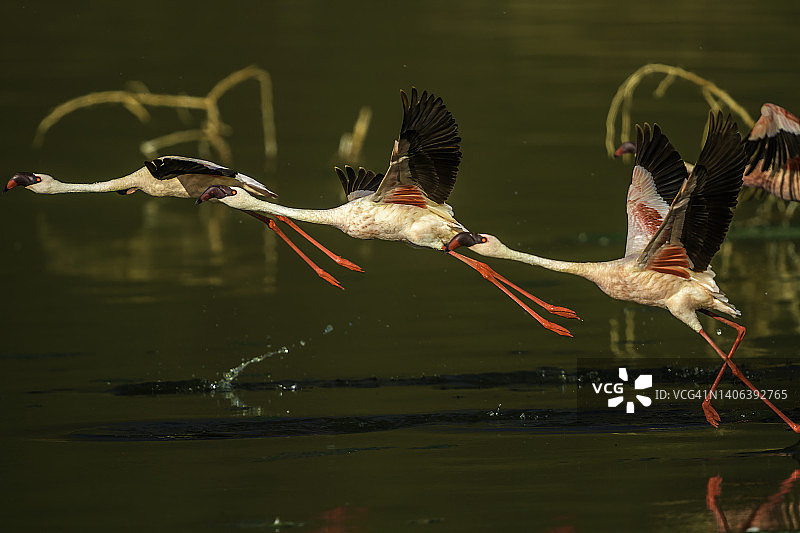 火烈鸟从博戈里亚湖起飞图片素材