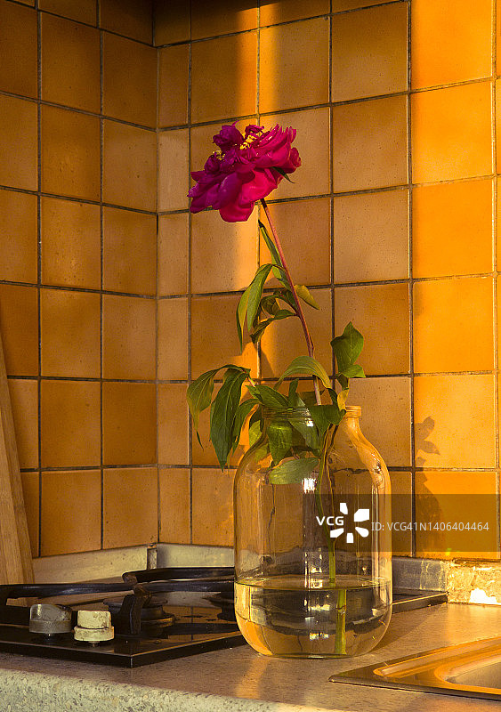 厨房内的单支紫色玫瑰花图片素材