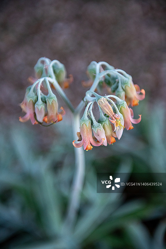 开花的石莲花图片素材