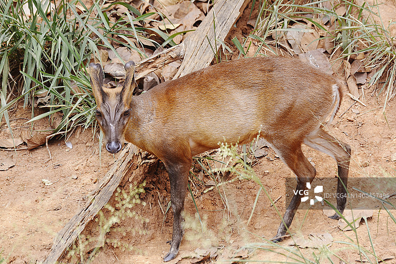 棕色的印度赤麂图片素材