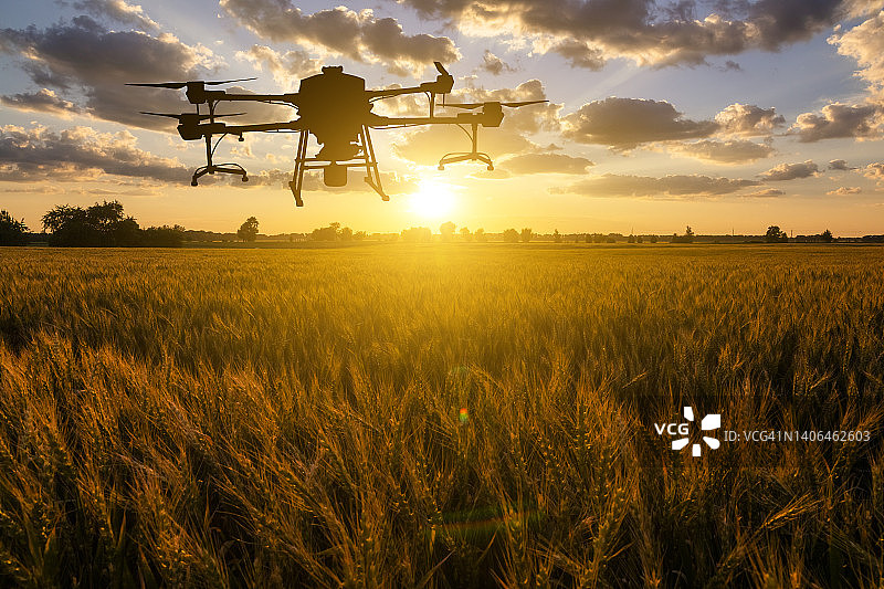 小麦田日落时的农业无人机：农业创新图片素材