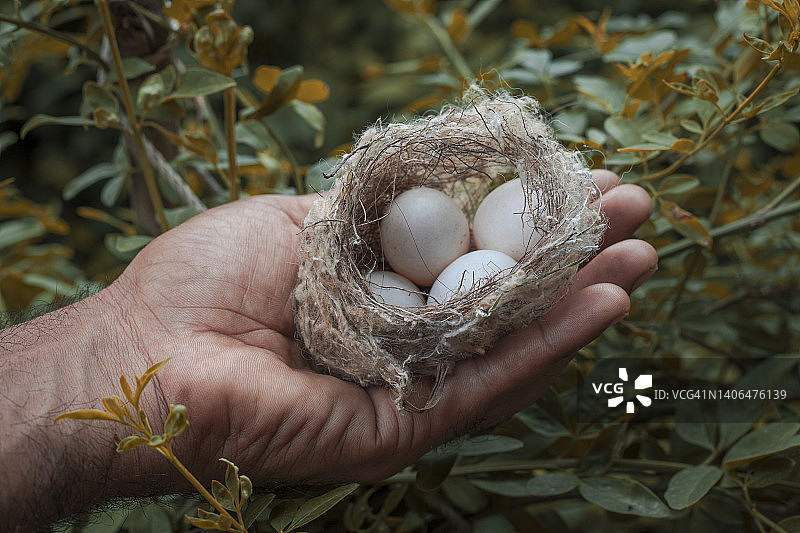 手捧鸟巢和鸟蛋图片素材
