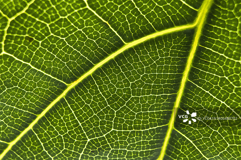 绿叶上分形叶脉的宏观细节图片素材