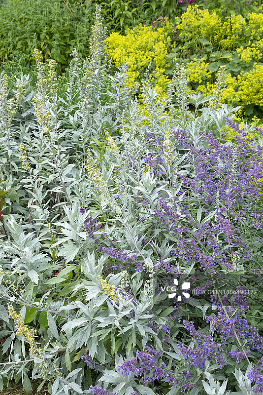 夏季小屋花园中的路易斯安那蒿图片素材