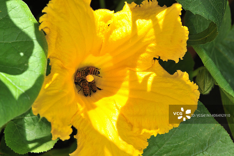 带蜜蜂的南瓜花图片素材