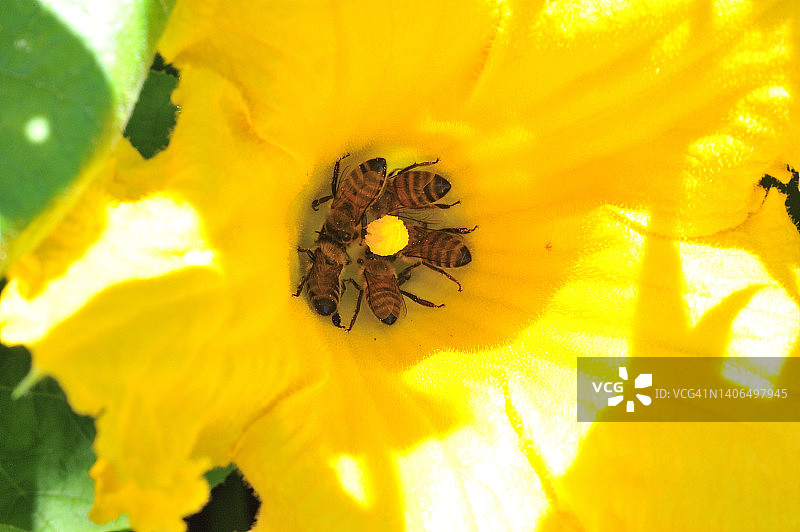 带蜜蜂的南瓜花图片素材