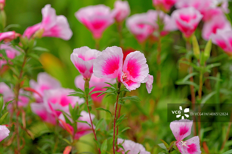 荷黛花/克拉克花/春逝花图片素材