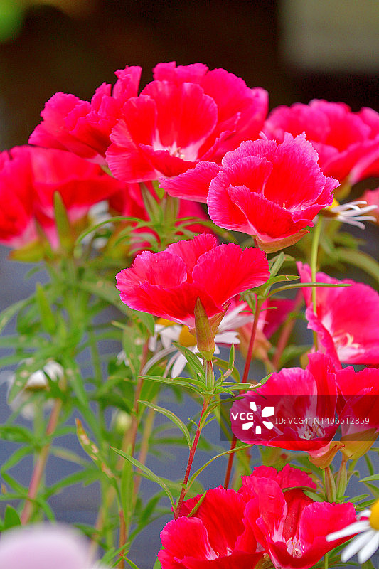 荷黛花/克拉克花/春逝花图片素材