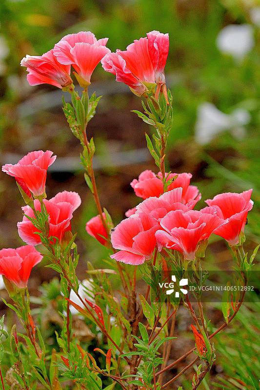 荷黛花/克拉克花/春逝花图片素材
