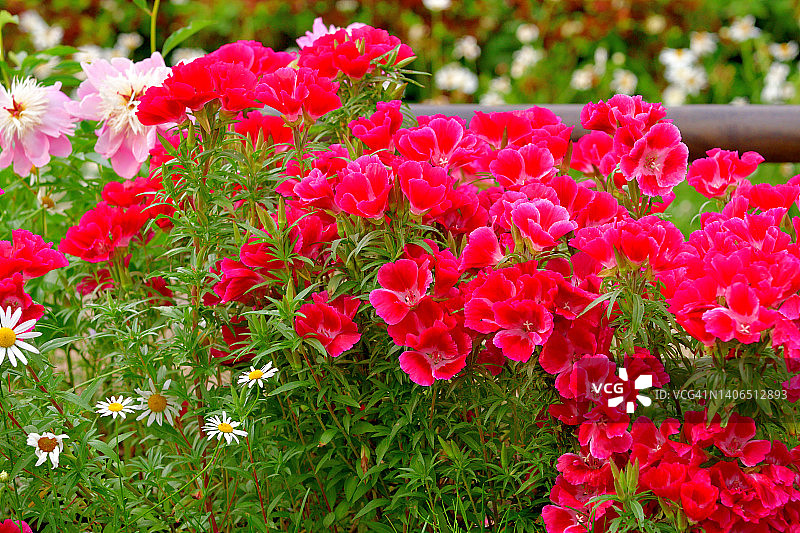 荷黛花/克拉克花/春逝花图片素材