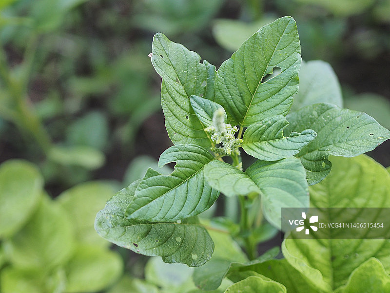 苋菜，苋科绿色叶子蔬菜在花园中新鲜盛开，天然食品背景图片素材